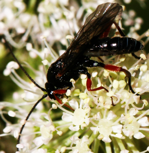 Episyron sp. (Pompilidae)?    No, Ichneumonidae: cfr. Phaenolobus sp., maschio